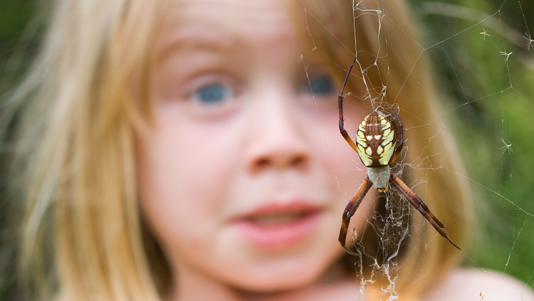 Spiders Are so Scary That They Actually Scare Other Spiders, Scientists Find