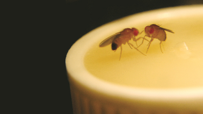 Fruit flies battle each other for control over territory