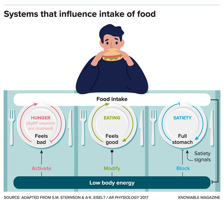 Food intake chart