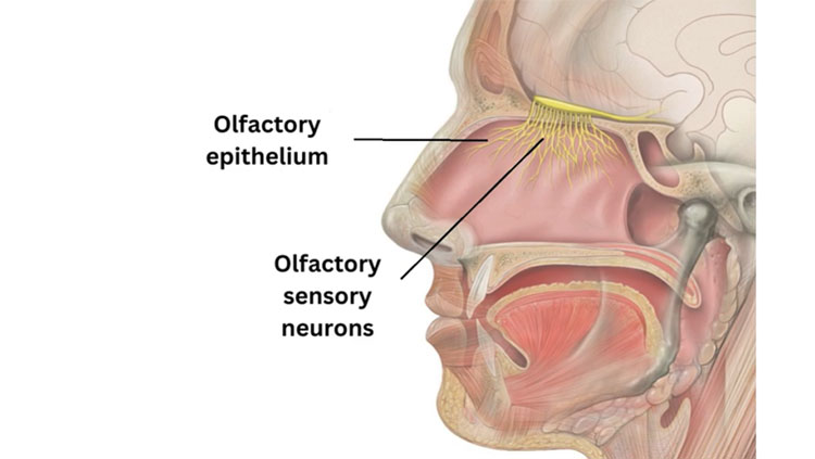 Olfactory graphic