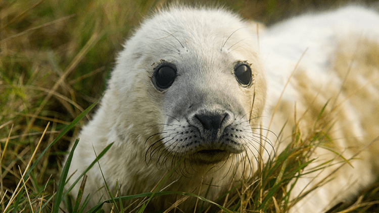 white seal