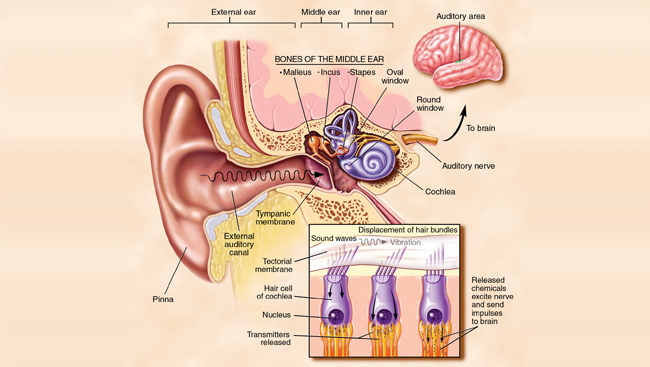 What structure of the ear contains the malleus, incus, and stapes