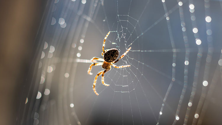 Spider on web