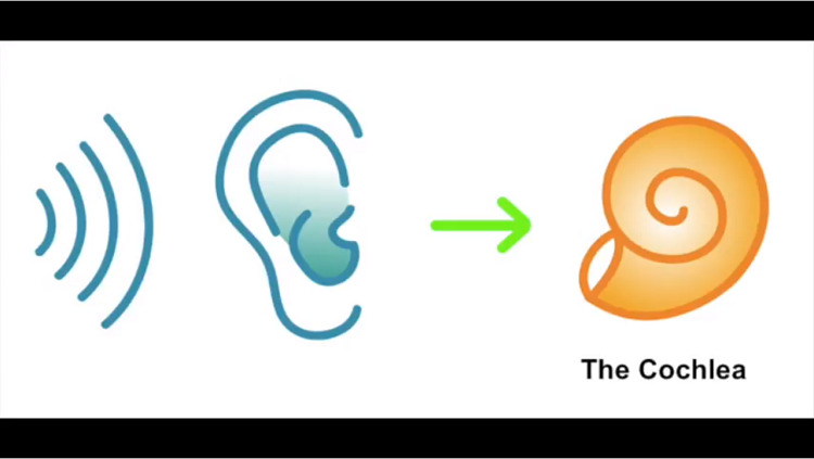 Illustration of an ear andn cochlea 