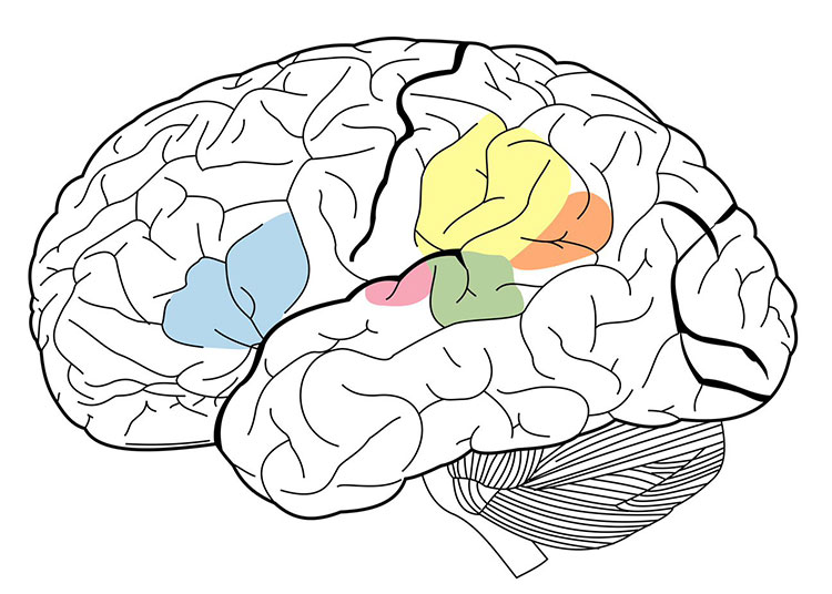 Graphic of Broca's area