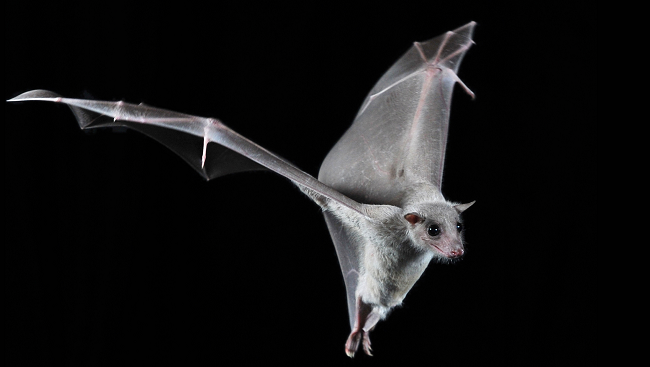 An Egyptian fruit bat in flight.