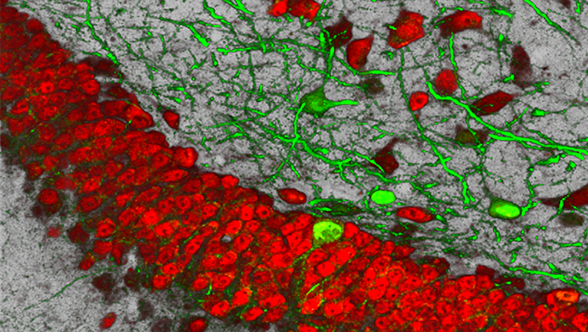 In this image of a section through the mouse hippocampus, Crtc1, one of these memory-supporting proteins, is labelled in green, and neurons are labeled in red.