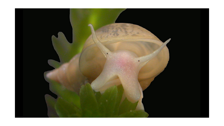 Giant pond snail.