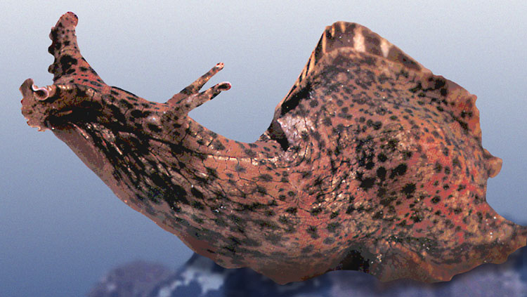Sea slug