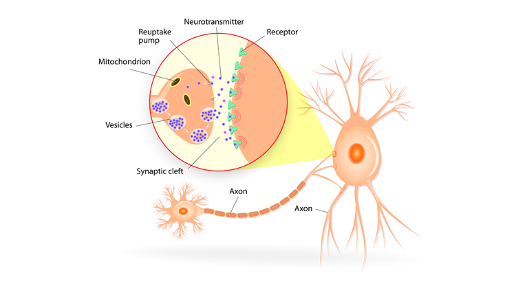 Illustration showing how neurons communicate through synapses