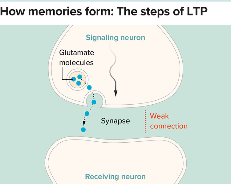 Graphof an electrical signal traveling through one neuron