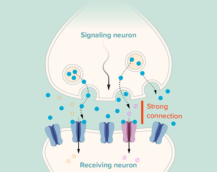 Graph of AMPA receptors