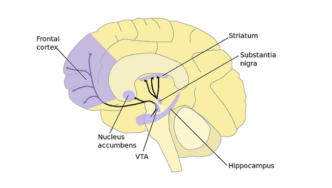 The major dopamine pathways in the brain are involved in motor control, motivation, and reward. Dopamine neurons in the ventral tegmental area (VTA) project to the frontal cortex, nucleus accumbens, and other areas, and these neurons play an important role in motivation and reward. Motor control is governed by dopamine pathways from the substantia nigra to the striatum. 