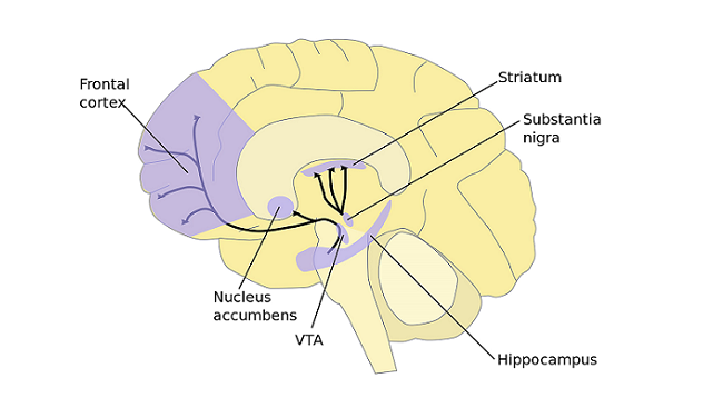 What Is Dopamine In The Brain