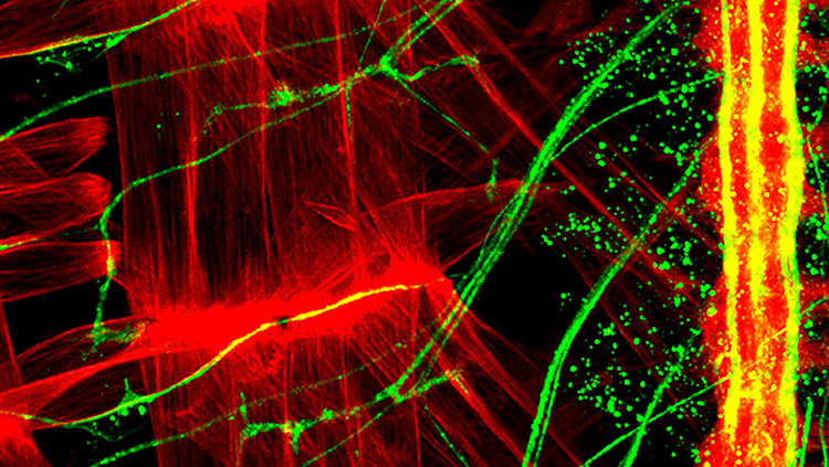 Image of a baby fruit fly's central nervous system