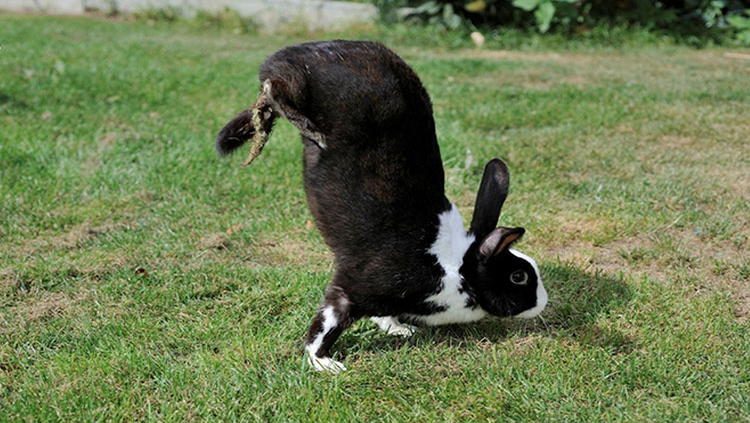 Black and white rabbit doing a handstand