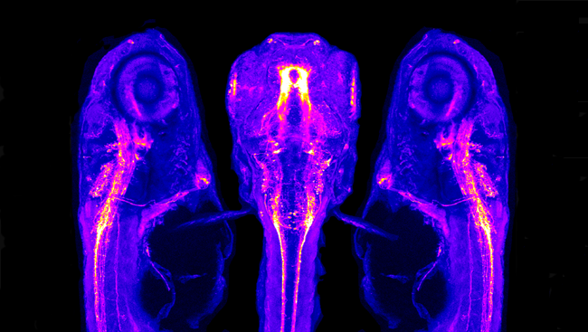 Aaron M. Lambert, Joshua L. Bonkowsky, and Mark A. Masino. The Conserved Dopaminergic Diencephalospinal Tract Mediates Vertebrate Locomotor Development in Zebrafish Larvae. The Journal of Neuroscience, 26 September 2012, 32(39):13488-13500