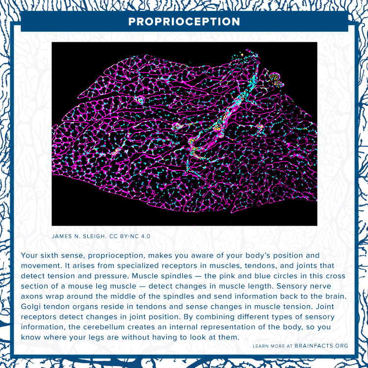 Proprioception brain byte