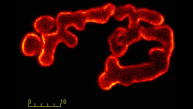 The image shows a neuromuscular junction in a mouse, where motor neurons (in green) release the neurotransmitter acetylcholine, which signals the muscle fibers (in red) to contract.