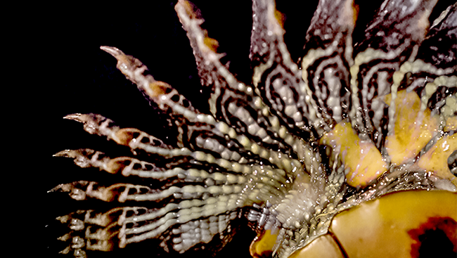 Scientists tickled turtles to generate a reflexive scratch reaction in their back legs. The above image shows a superimposed time-lapse of the scratch in action.