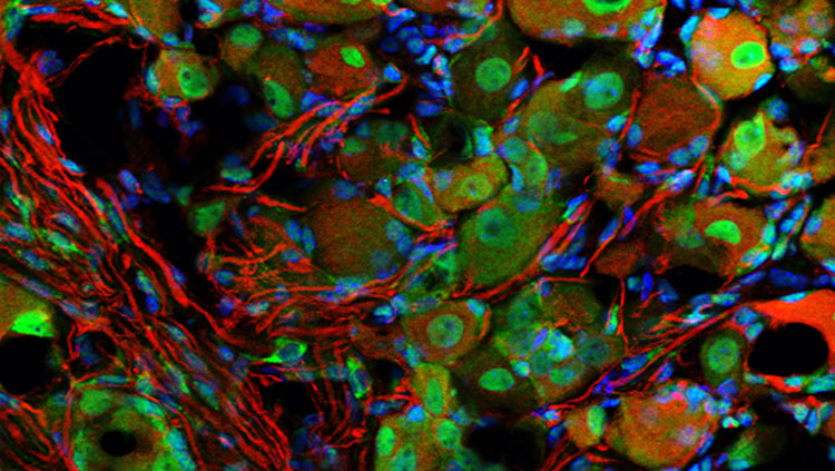 Molecular patways thumbnail image