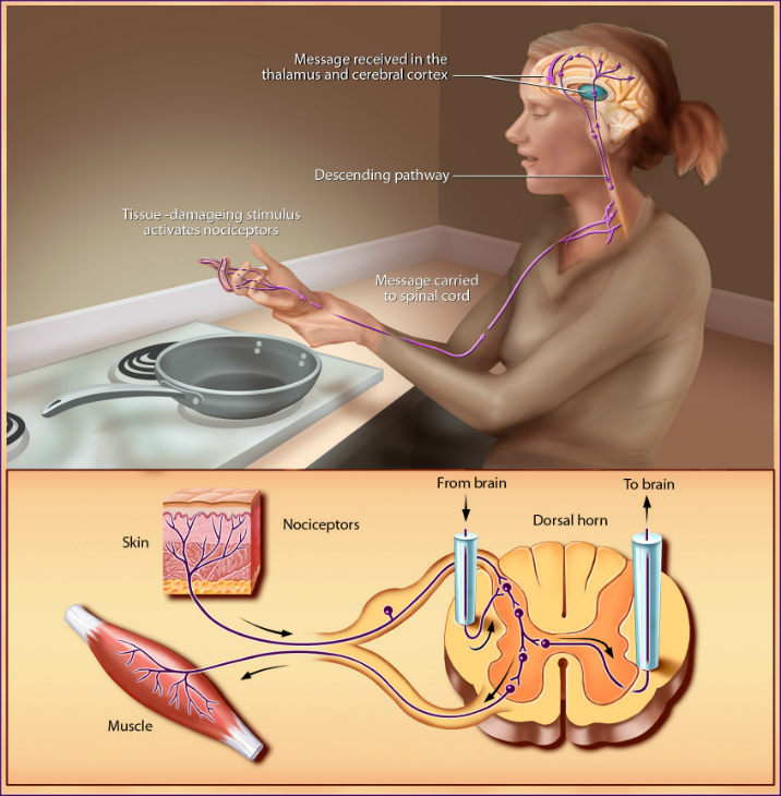 Diagram of pain receptors