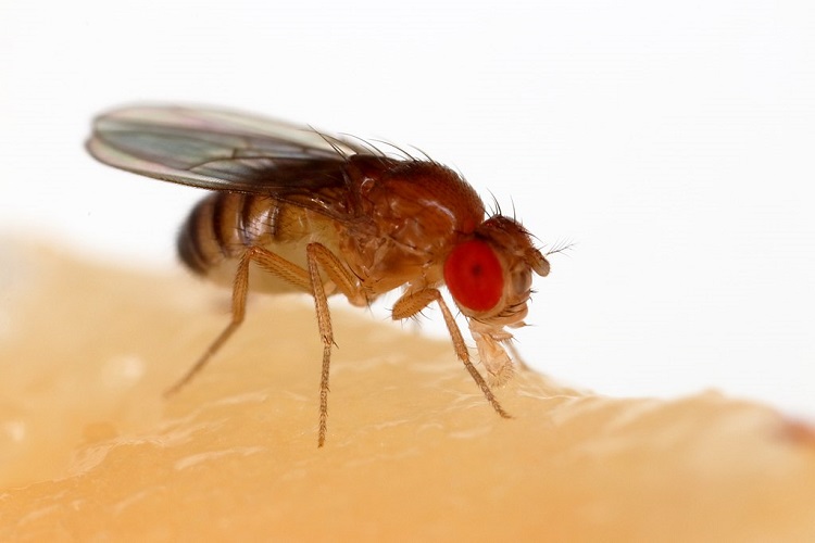 A close-up photo of  Drosophila melanogaster