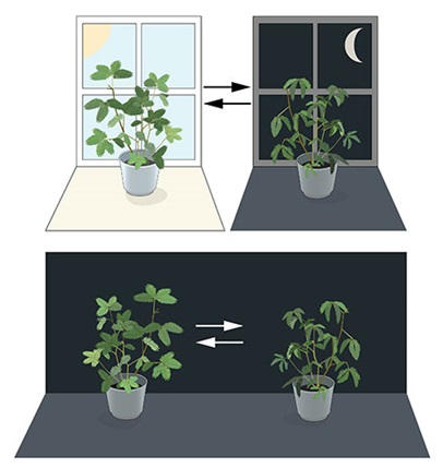 Image of mimosa plants in front of windows