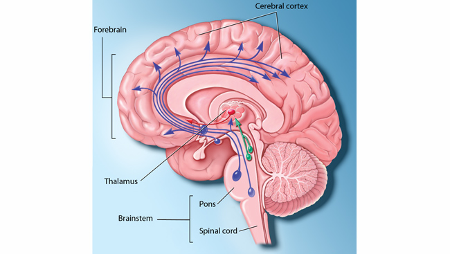 Diagram of the parts of the brain directly involved with sleep