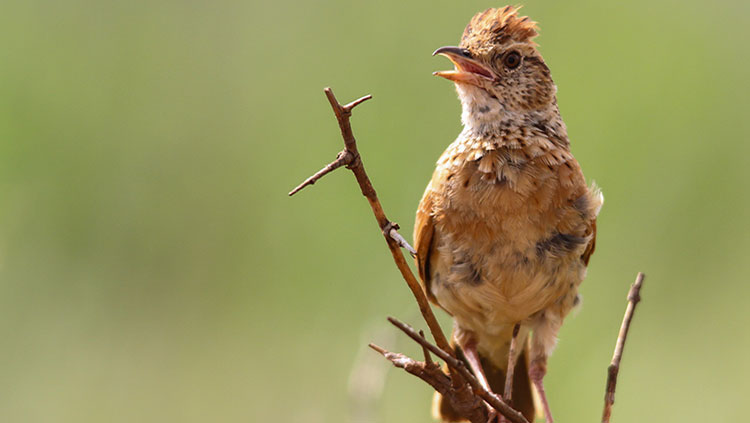 Bird sitting on branch