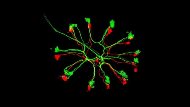 Jortner, et al. The Journal of Neuroscience, 2007.