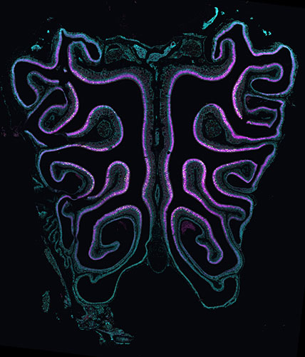 Mouse olfactory sensory neurons