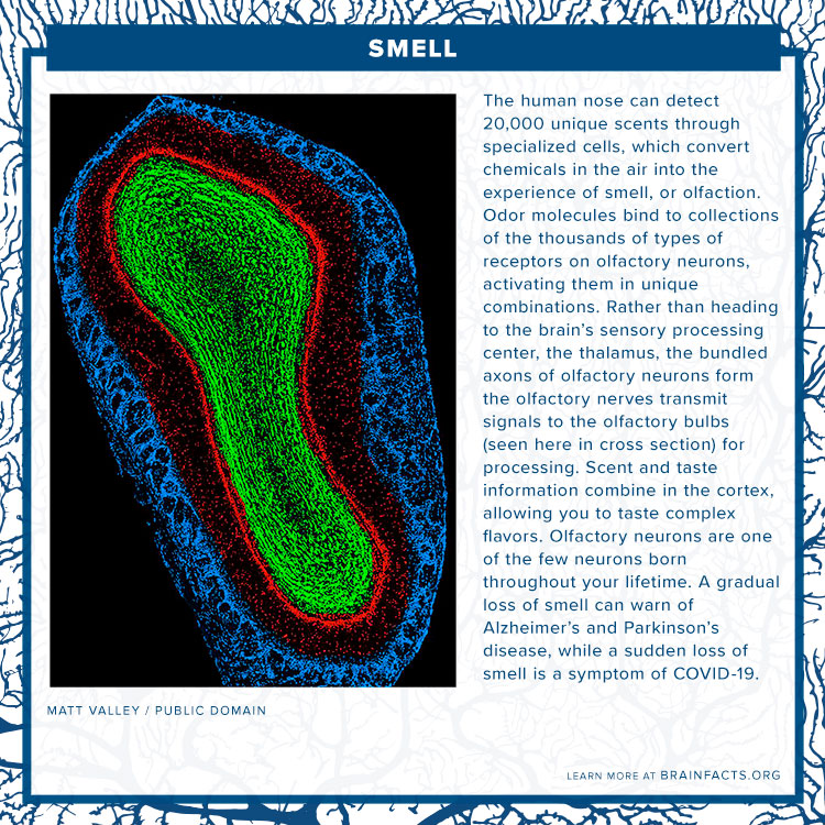 Smell brain byte