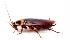 cockroach