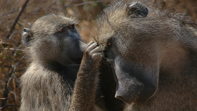 Baboons grooming