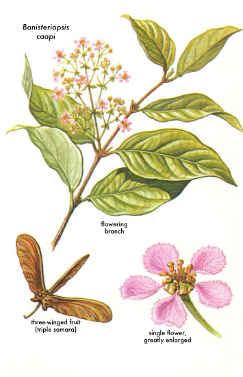 Ayahuasca plant