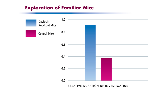 Mice without oxytocin (oxytocin knockout mice) fail to recognize the familiar mice, exploring them more than control mice do