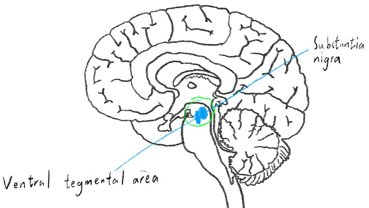 Brain with arrows pointing to reward systems 