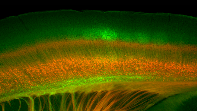 This image of a mouse brain shows the endings of nerve cells that transport sensory information (in green) from the thalamus, the brain’s sensory relay station, to the barrel cortex, a part of the brain that processes whisker information. The neurons in red send information back to the thalamus to control the way the brain responds to the whisker sensations.