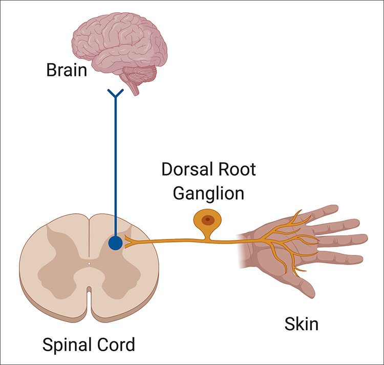 Brain, Spinal cord and Skin
