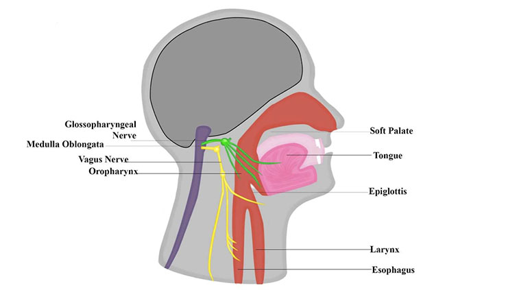 Gag reflex diagram 