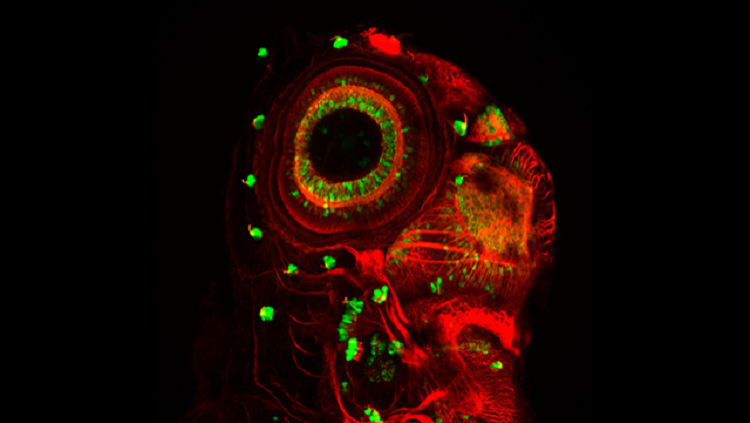 Image of a fish neuromast.