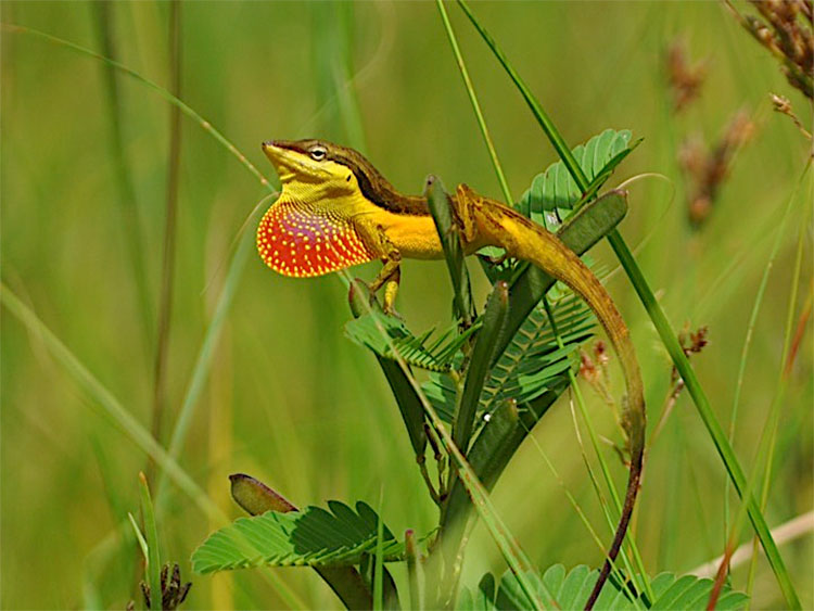 A male Puerto Rican anole (Anolis pulchellus) 