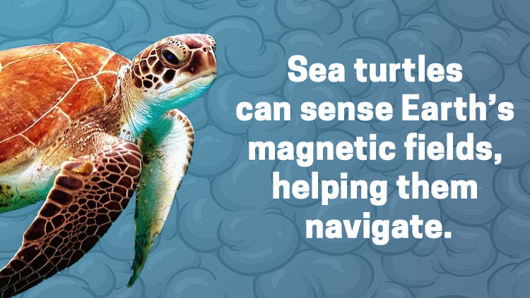 image of a sea turtle, sea turtles can sense Earth's magnetic fields, helping them navigate