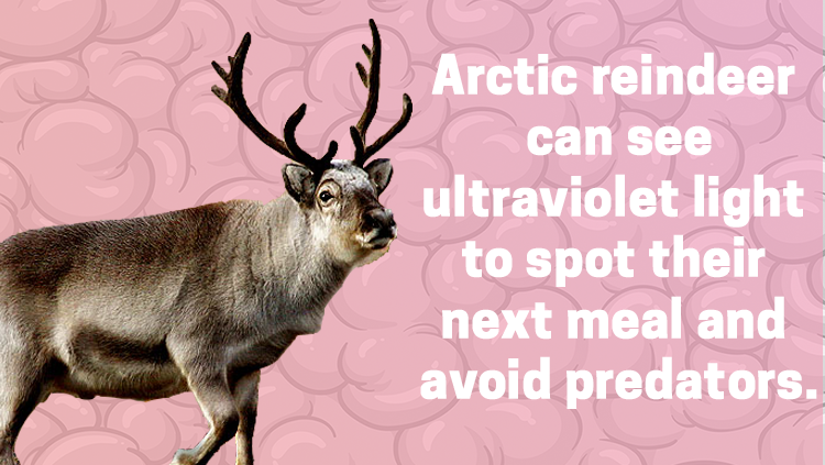 image of a reindeer, Artic reindeer can see ultraviolet light to spot their next meal and avoid predators