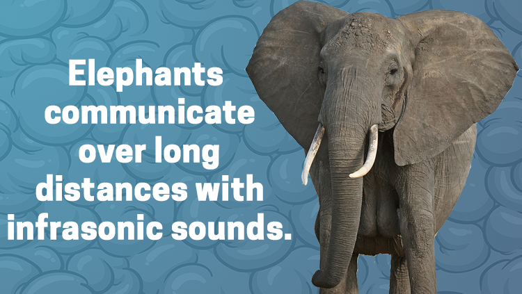 تستطيع الأفيال التواصل مع بعضها على مسافات طويلة عن طريق الموجات تحت الصوتية، 