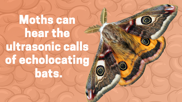 image of a moth, moths can hear the ultrasonic calls of echolocating bats