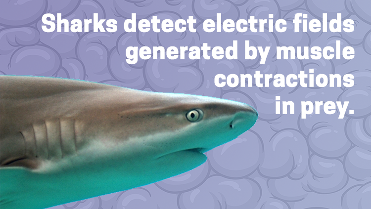 image of a shark, sharks detect electric fields generated by muscle contractions in prey