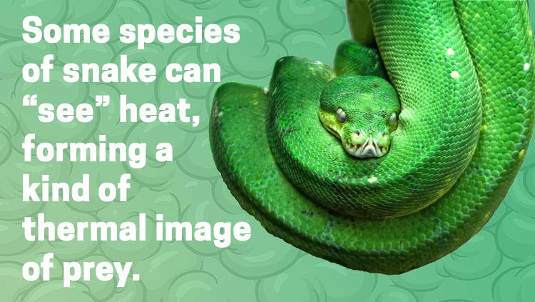 كما تستطيع بعض أنواع الثعابين أن ترى الحرارة، فيمكنها صنع صورة حرارية للفريسة