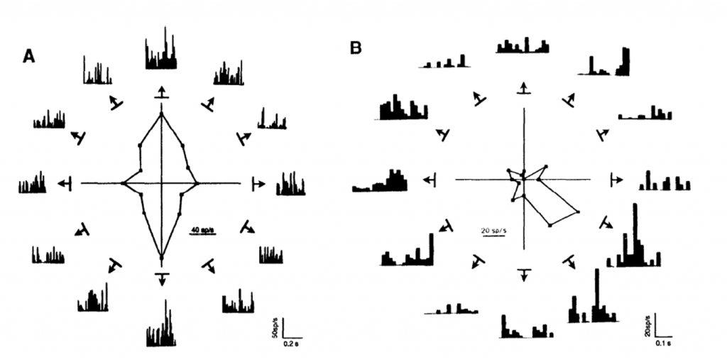 Image of neurons is the primary auditory cortex responding to visual activation